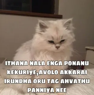 🤨 ITHANA NALA ENGA PONANU KEKURIYE,AVOLO AKKARAI IRUNDHA ORU TAG AHVATHU PANNIYA NEE gato, engraçado, meme, animal de estimação, animal telegram sticker