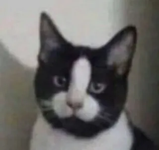 👈 cat, black and white, animal, domestic animal, pet telegram sticker