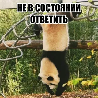 😵‍💫 НЕ В СОСТОЯНИИ ОТВЕТИТЬ panda, animal, funny, hanging, unable to answer telegram sticker