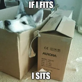 📦 IF I FITS I SITS telegram sticker