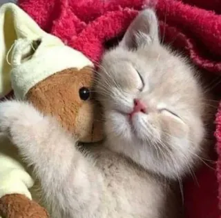 👐 kitten, cat, sleep, cute, animal, pet, teddy bear telegram sticker