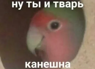 💬 ну ты и тварь канешна попугай, птица, питомец, обидный, мем telegram sticker