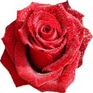 🌹 Rose, Blume, Rot, Pflanze, Blumenmuster, Natur, Romantik whatsapp sticker