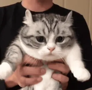 😺 猫, 小猫, 可爱, 动物, 宠物, 家养 telegram sticker