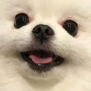 😃 dog, pomeranian, white, cute, puppy, animal, pet telegram sticker