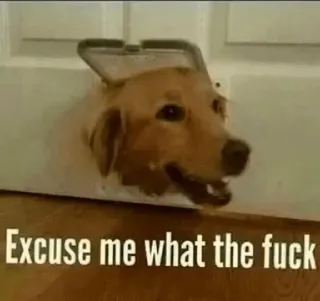 😂 Excuse me what the fuck dog, funny, meme, humor, animal, pet whatsapp sticker