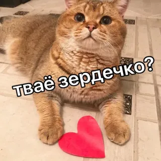 😝 Твоё зердечко? кот, сердце, милый, животное, любовь telegram sticker