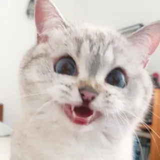 😸 gato, gatito, animal, mascota, lindo, felino, doméstico, mamífero whatsapp sticker