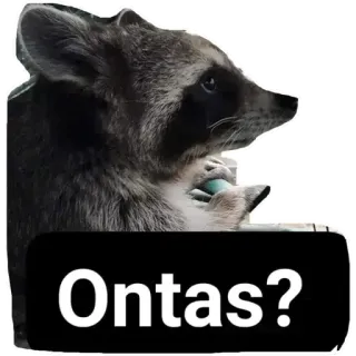 👌 Ontas? Waschbär, Tier, Lustig, Süß telegram sticker