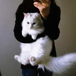 🥳 mèo, mèo trắng, thú cưng, động vật, xù, dễ thương, vật nuôi, lông dài telegram sticker
