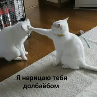 🫡 Я нарицаю тебя долбаёбом katzen, lustig, beleidigend, klaps telegram sticker