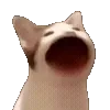 🐱