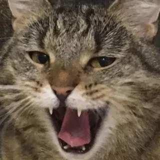😄 Katze, Tier, Haustier, Katzenartig, Gähnen, Mund offen telegram sticker
