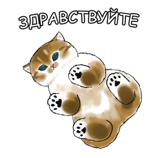 👋 Здравствуйте 猫, 小猫, 你好, 俄语, 问候, 可爱, 迷人 whatsapp sticker