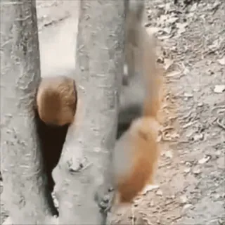 😵 animals, squirrels, nature, trees, mammals whatsapp sticker