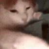 🐱