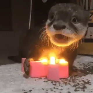 🔥 Otter, Tier, Kerze, süß, Säugetier, Feuer telegram sticker