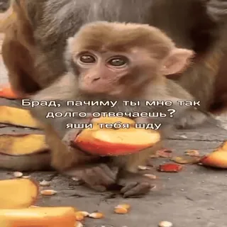 🐵 Брад, пачиму ты мне так долго отвечаешь? яши тебя шту mono, meme, animal, fruta whatsapp sticker