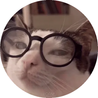 🤓 IIDRM gatto, occhiali, animale, animale domestico, meme telegram sticker