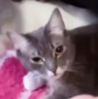 😠 gato, animal de estimação, animal, cinza, fofo telegram sticker