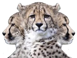 🍀 cheetah, animal, cat, three heads, sticker, wildlife whatsapp sticker