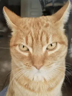 ⚡️ gato, gato atigrado naranja, enojado, felino, mascota, animal telegram sticker