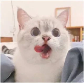 😝 gatto, animale, animale domestico, carino, leccare, divertente, meme telegram sticker