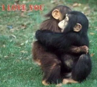 ❤️ I LOVE YOU amore, scimpanzé, animali, affettuoso, carino, scimmie telegram sticker