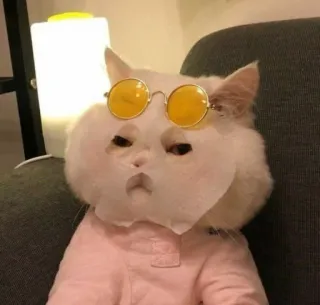 😒 cat, sunglasses, mask, pet, animal, cute, funny telegram sticker