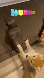 😆 HUNGRY 犬, 柴犬, 可愛い, お腹が空いた, 動物, ペット telegram sticker