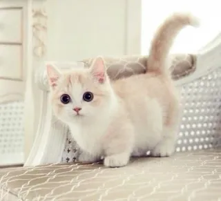 🐱 kucing, imut, hewan, anak kucing, hewan peliharaan, kucing domestik, Munchkin whatsapp sticker