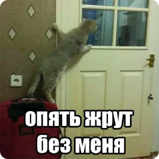 😕 опять жрут без меня Katze, Meme, lustig, Tier, Tür, Text telegram sticker