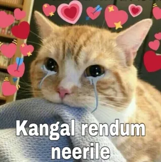 😭 Kangal rendum neerile gato, triste, chorando, coração, meme telegram sticker
