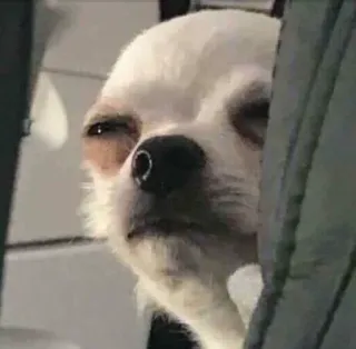 😀 hond, chihuahua, dier, huisdier, meme, grappig telegram sticker