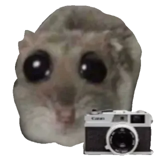 📷 Canon sugar glider, cute animal, big eyes, camera, canon, meme, photographer, animal telegram sticker