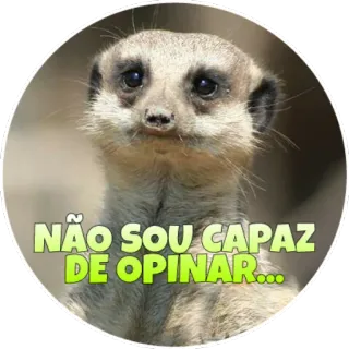 😐 NÃO SOU CAPAZ
DE OPINAR... suricata, triste, opinião, animal, fofo telegram sticker