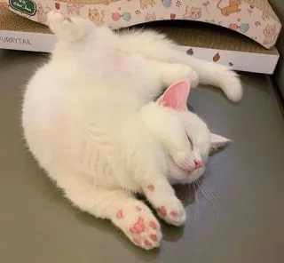 👩 猫, 睡眠, 白い猫, 可愛い, ペット telegram sticker