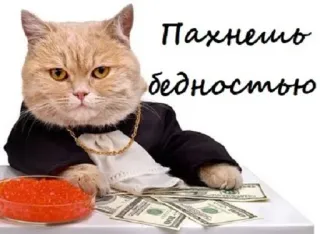 💵 Пахнешь бедностью telegram sticker