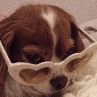 😎 hond, bril, hart, dier, huisdier, zonnebril telegram sticker