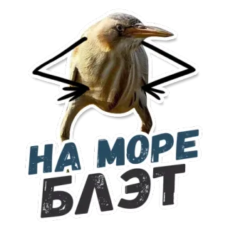 🏝 НА МОРЕ БЛЯЭТ bird, humor, russian, sea, offensive language whatsapp sticker
