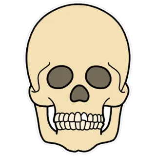 💀 skull, bone, skeleton, anatomy, death, halloween telegram sticker