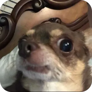 🫥 hond, chihuahua, dier, huisdier, schattig, grappig, meme telegram sticker