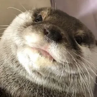 🐾 loutre, animal, mignon, mammifère, faune, loutre de mer whatsapp sticker