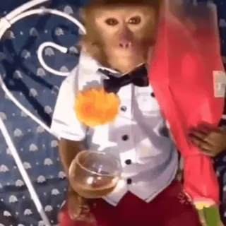 🥀 monkey, tuxedo, bow tie, animal, cute, formalwear whatsapp sticker