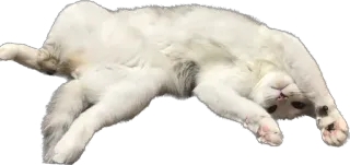 🤑 chat, animal de compagnie, animal, chat domestique, chat qui dort, chat mignon, chat blanc whatsapp sticker