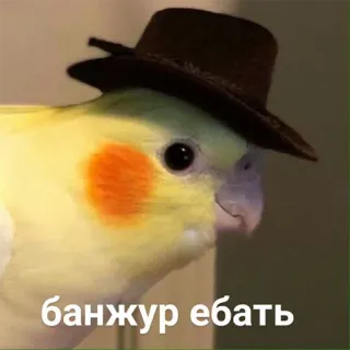 🙋‍♀️ банжур ебать vogel, hoed, valkparkiet, schattig telegram sticker