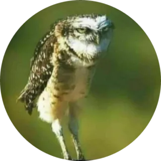 🦉 coruja, pássaro, animal, vida selvagem, natureza, coruja-buraqueira telegram sticker