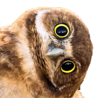 🤨 cú mèo, chim, động vật hoang dã, động vật telegram sticker