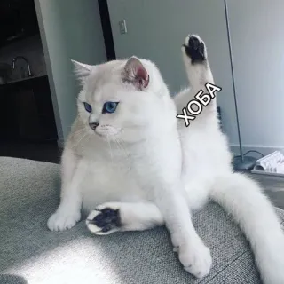 😹 ХОБА 猫, 面白い, ミーム, 動物, かわいい, хоба, ロシア語, 白猫 telegram sticker