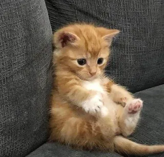 😿 котенок, кошка, милый, животное, домашнее животное, рыжий, питомец, кошачий whatsapp sticker